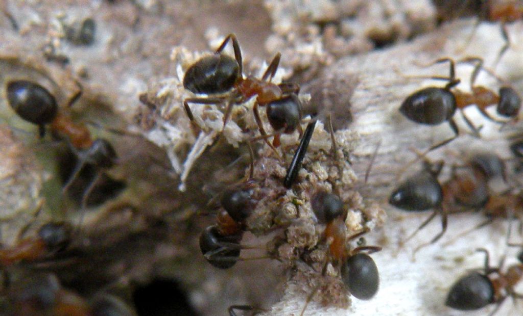 Il massacro di un Camponotus